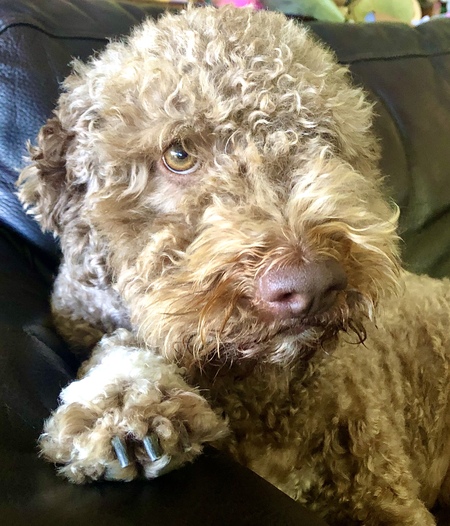 Entry image for Juno. Clicking this image will show a larger photo