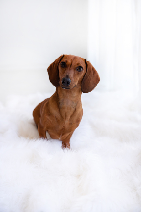 Entry image for Dolly. Clicking this image will show a larger photo