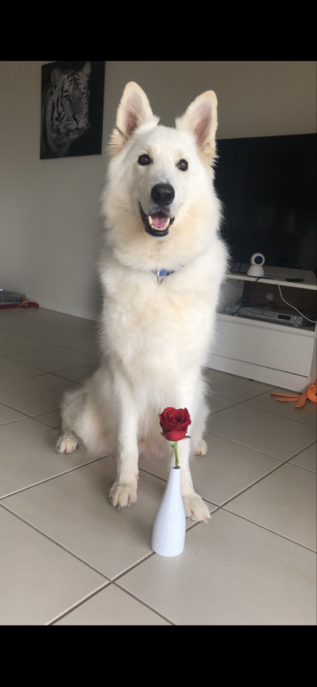 Entry image for Henry. Clicking this image will show a larger photo