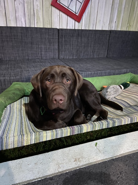 Entry image for Bear. Clicking this image will show a larger photo