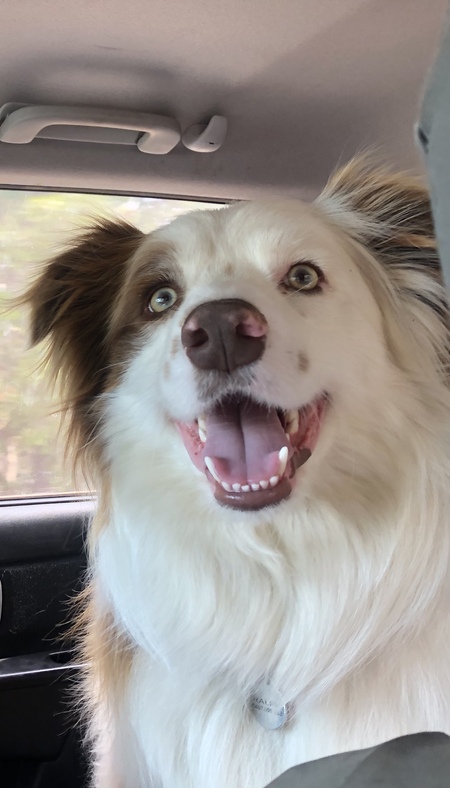 Entry image for Ralph. Clicking this image will show a larger photo