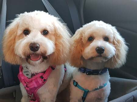 Entry image for Hazel and Louie. Clicking this image will show a larger photo