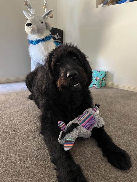 Entry image for Frankie. Clicking this image will show a larger photo