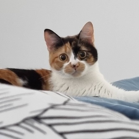 Entry image for Smokey . Clicking this image will show a larger photo