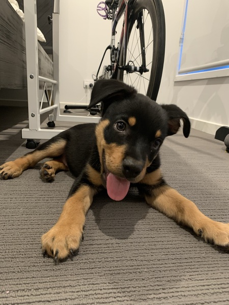 Entry image for Milo. Clicking this image will show a larger photo