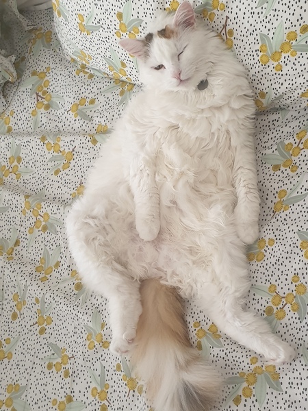 Entry image for Cleo. Clicking this image will show a larger photo