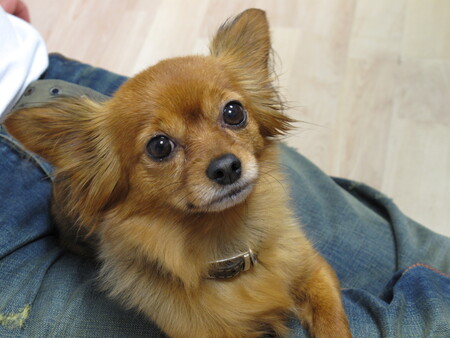 Entry image for Bo . Clicking this image will show a larger photo