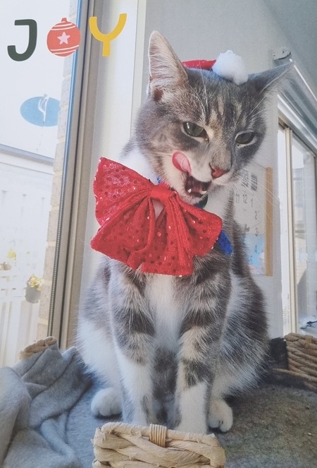 Entry image for Chika. Clicking this image will show a larger photo