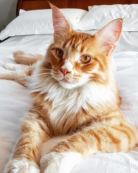 Entry image for Chester. Clicking this image will show a larger photo