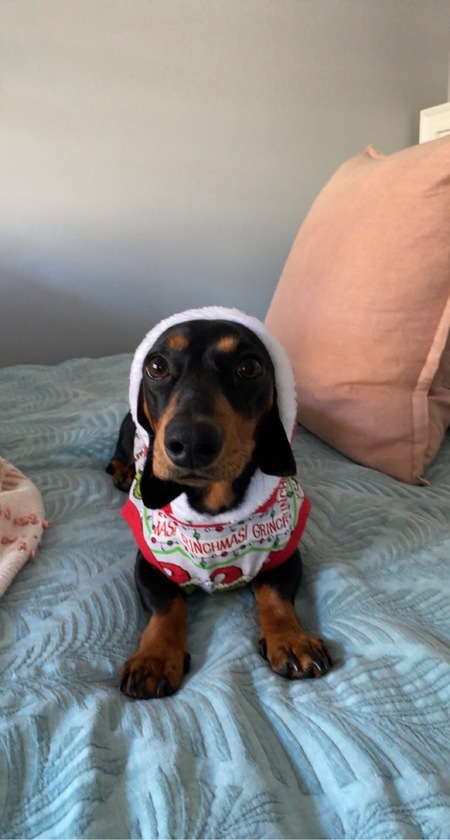 Entry image for Snoopy . Clicking this image will show a larger photo