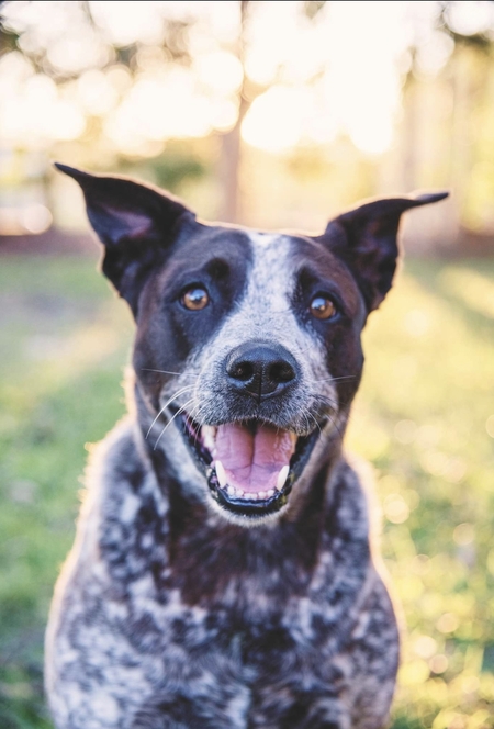 Entry image for Harper. Clicking this image will show a larger photo