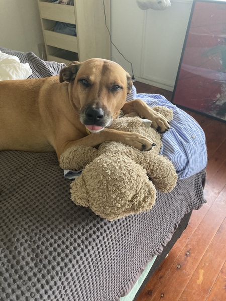 Entry image for Maisie . Clicking this image will show a larger photo