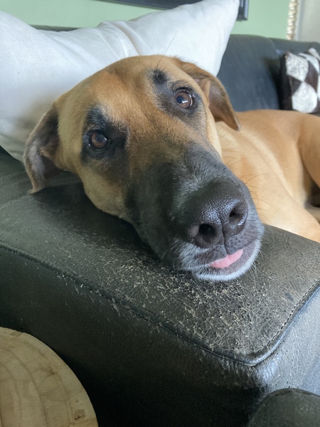 Entry image for Teddy Bear. Clicking this image will show a larger photo