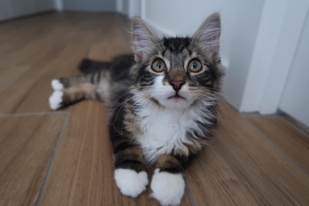 Entry image for Wilbur. Clicking this image will show a larger photo