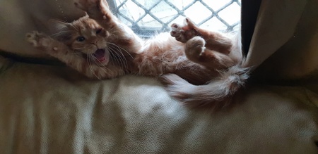 Entry image for ninja. Clicking this image will show a larger photo