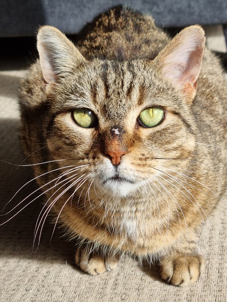 Entry image for Leopold . Clicking this image will show a larger photo