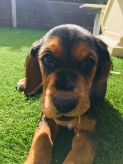 Entry image for Molly. Clicking this image will show a larger photo