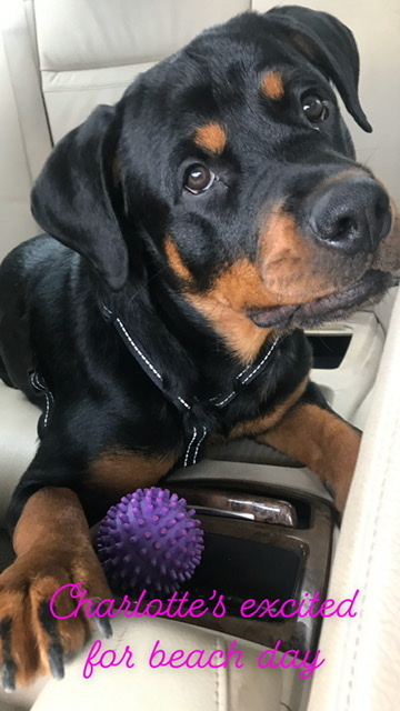 Entry image for Charlotte . Clicking this image will show a larger photo