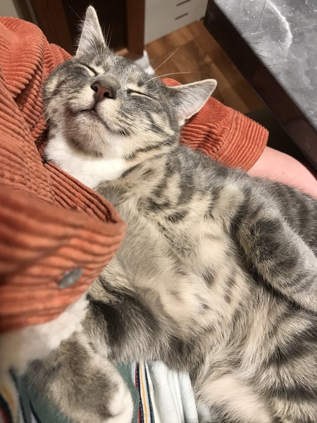 Entry image for Mishka. Clicking this image will show a larger photo