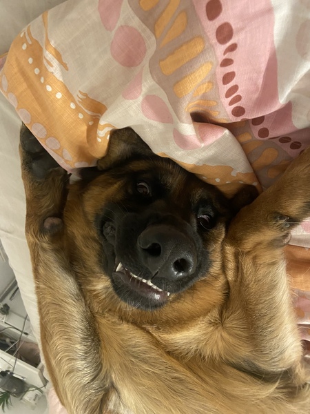 Entry image for Emmet. Clicking this image will show a larger photo