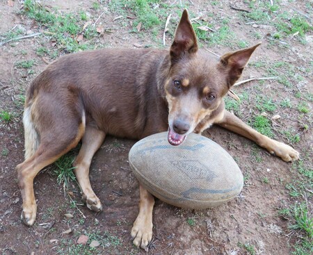 Entry image for Daisy. Clicking this image will show a larger photo