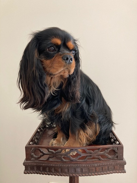 Entry image for Louis. Clicking this image will show a larger photo