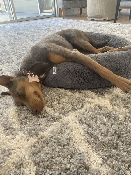 Entry image for Daisy. Clicking this image will show a larger photo