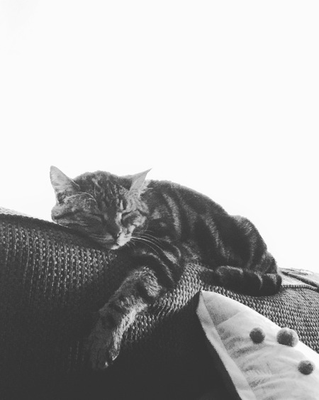 Entry image for Lizzie . Clicking this image will show a larger photo