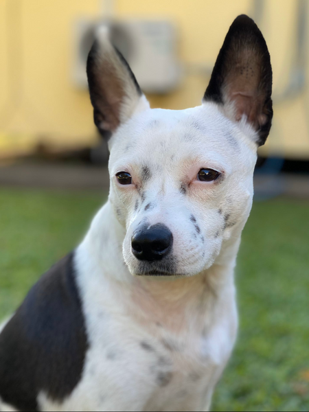 Entry image for Prince. Clicking this image will show a larger photo