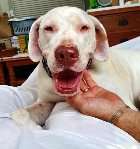 Entry image for Rose. Clicking this image will show a larger photo