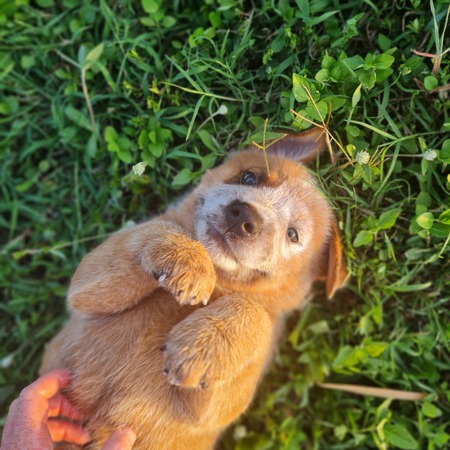 Entry image for Oxy. Clicking this image will show a larger photo