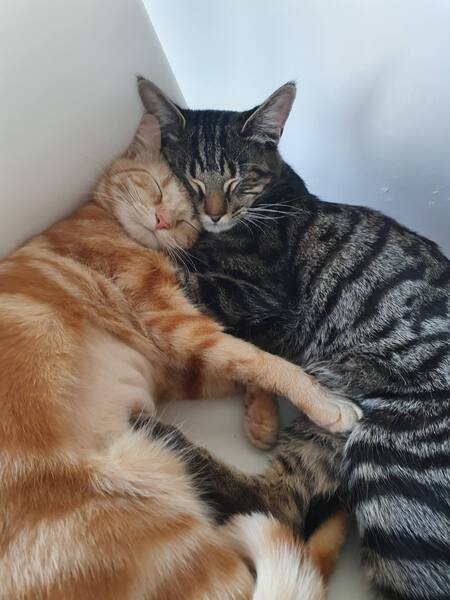 Entry image for Nala & Leo. Clicking this image will show a larger photo