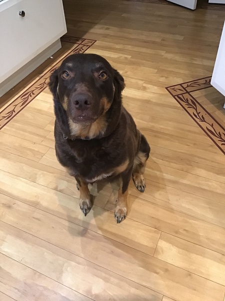 Entry image for Ruby red . Clicking this image will show a larger photo