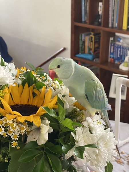 Entry image for Rio. Clicking this image will show a larger photo