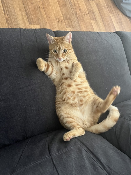 Entry image for Nacho Weck. Clicking this image will show a larger photo