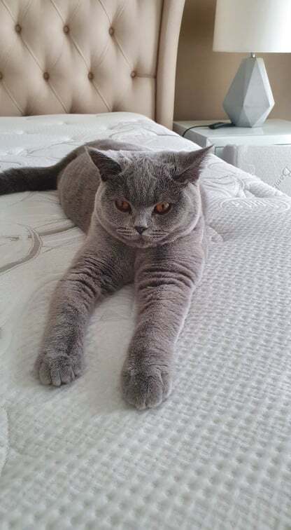 Entry image for Penny. Clicking this image will show a larger photo