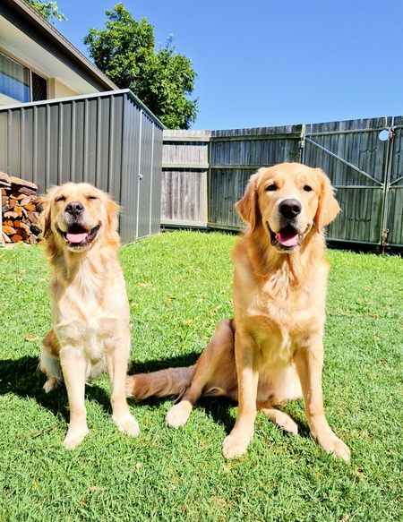 Entry image for Nala & Obi. Clicking this image will show a larger photo