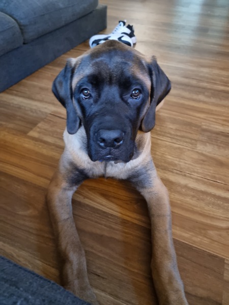 Entry image for Molly. Clicking this image will show a larger photo