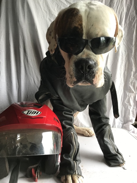 Entry image for Tonka . Clicking this image will show a larger photo