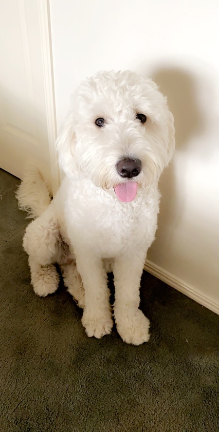 Entry image for Frankie. Clicking this image will show a larger photo