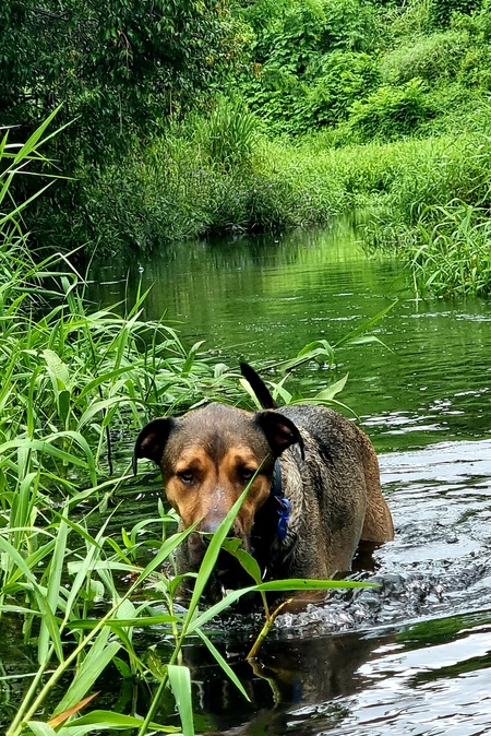 Entry image for Moose. Clicking this image will show a larger photo