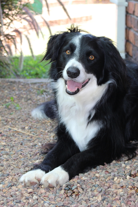 Entry image for Rangi. Clicking this image will show a larger photo