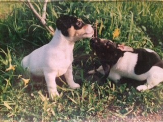 Entry image for Adam and Eve. Clicking this image will show a larger photo