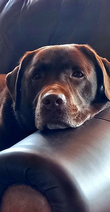 Entry image for Marley. Clicking this image will show a larger photo