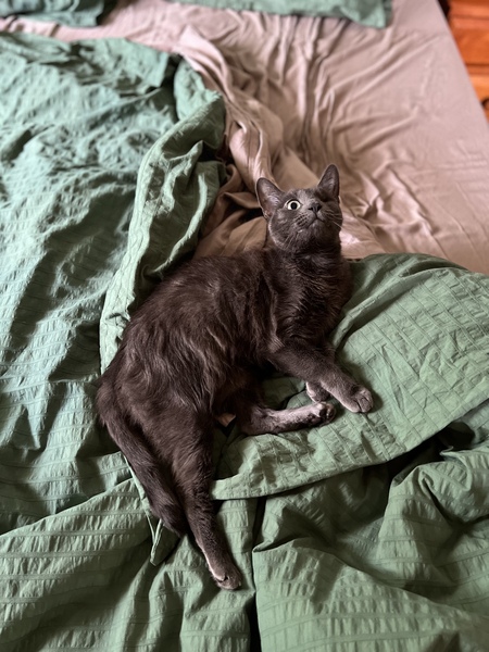 Entry image for Lou Lou. Clicking this image will show a larger photo