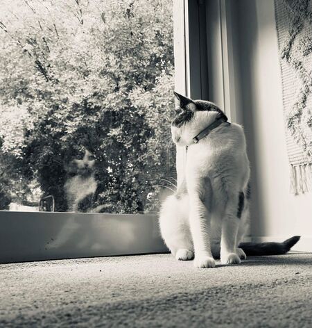 Entry image for Melvin "Vinnie". Clicking this image will show a larger photo