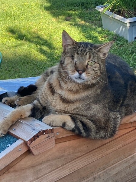 Entry image for Odie. Clicking this image will show a larger photo