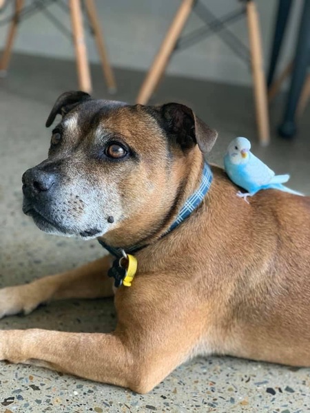 Entry image for Duke. Clicking this image will show a larger photo