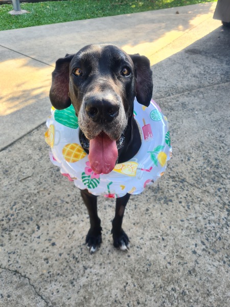 Entry image for Zeus. Clicking this image will show a larger photo