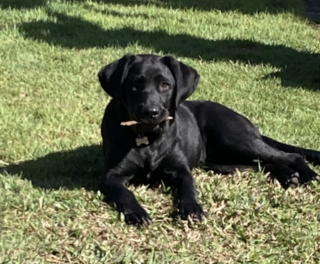 Entry image for Kirra. Clicking this image will show a larger photo